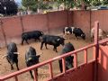 Pincha para verla más grande